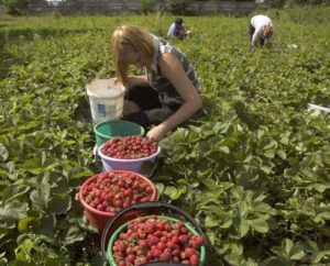 EURES România organizează selecții pentru recrutarea a 800 de lucrători în domeniul agricol